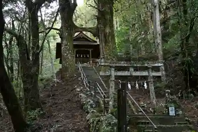 地主神社（桑の川の鳥居杉）(高知県)