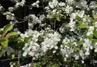 ヒメリンゴの花