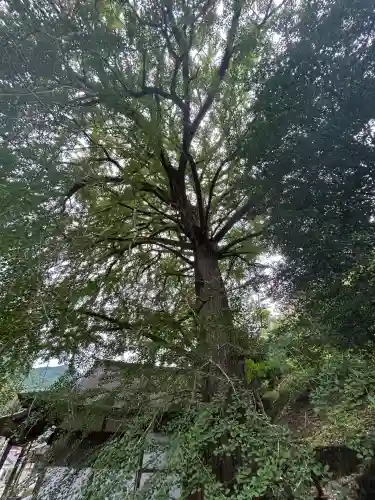 天河大辨財天社(奈良県)