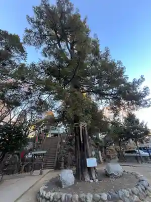 駒込富士神社(東京都)
