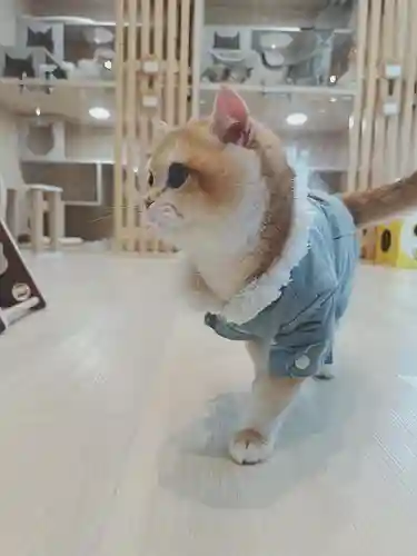 高台寺（高台寿聖禅寺・高臺寺）(京都府)