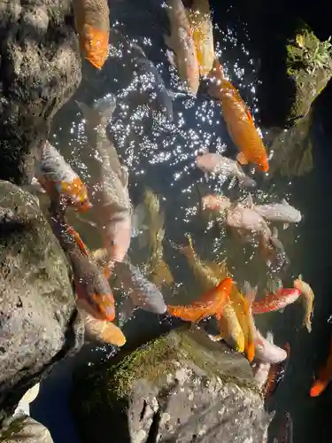 金蛇水神社の動物