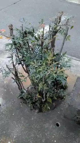 出世稲荷神社の自然