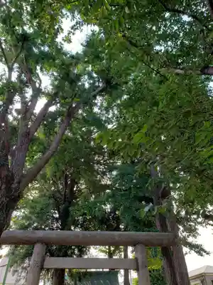 中野天祖神社の自然