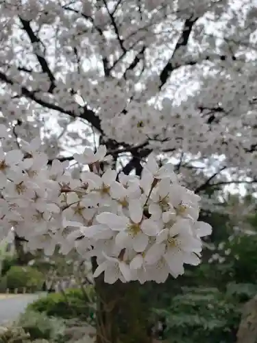 阿佐ヶ谷神明宮の自然