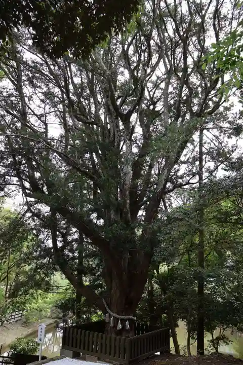 安房神社(千葉県)