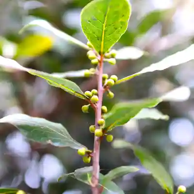 三津厳島神社(愛媛県)