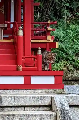 白金氷川神社の動物