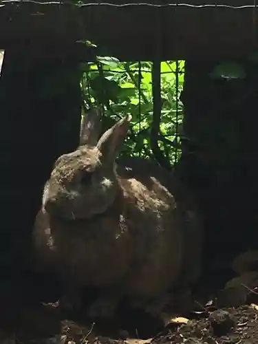 太子堂八幡神社の動物