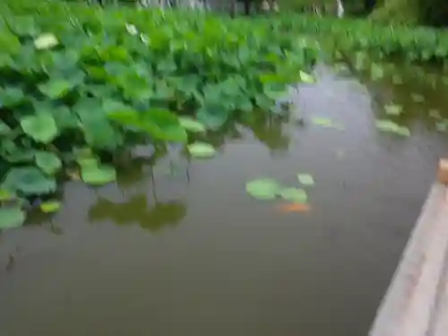 鶴岡八幡宮の庭園