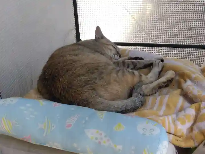 御誕生寺(猫寺)(福井県)