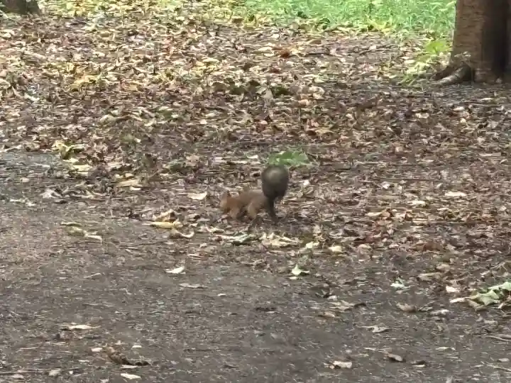 北海道神宮(北海道)