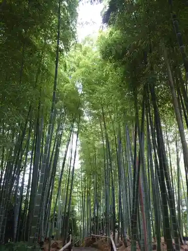高台寺（高台寿聖禅寺・高臺寺）の自然