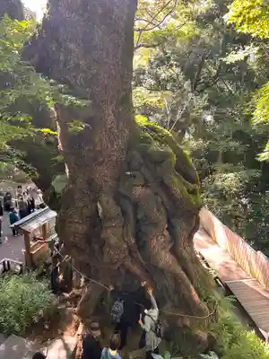 來宮神社(静岡県)