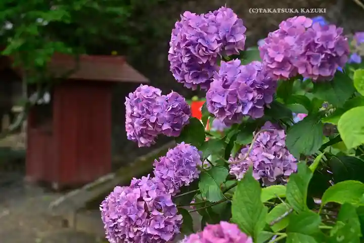 賀茂別雷神社(栃木県)