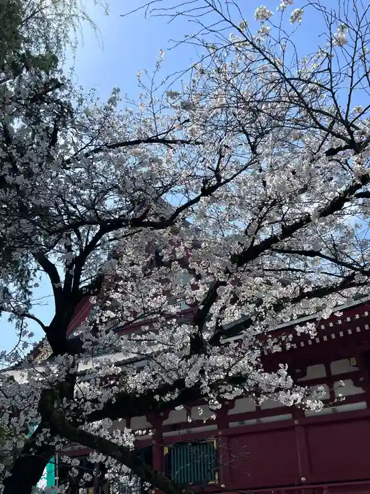 浅草神社の自然