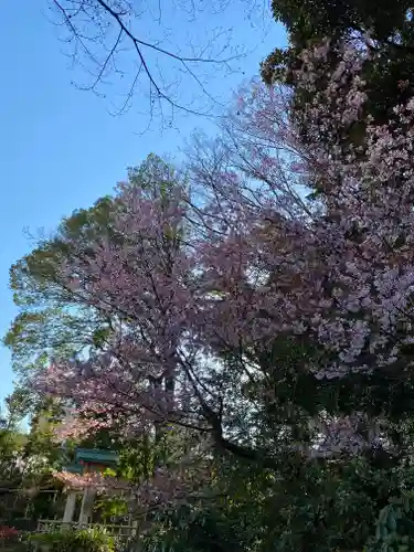 東郷神社の自然