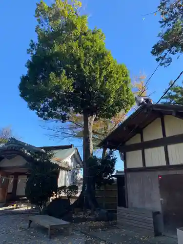 師岡熊野神社の自然