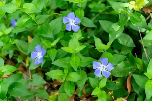 水若酢神社(島根県)