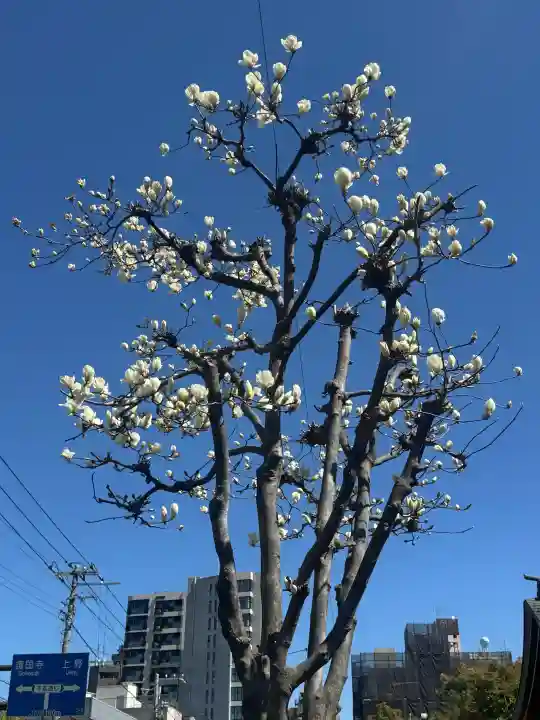 根津神社の{uncategorized: "未分類", other: "その他", undefined: "問題あり", building: "その他建物", grave: "お墓", sacred_gate: "鳥居", guardian: "狛犬", statue: "像", buddha: "仏像", history: "歴史", nature: "自然", garden: "庭園", animal: "動物", pagoda: "塔", temizu: "手水舎", mountain_gate: "山門・神門", sanctuary: "本殿・本堂", subordinate: "末社・摂社", art: "芸術", scenery: "景色", jizo: "地蔵", ema: "絵馬", goshuin: "御朱印", omikuji: "おみくじ", items: "授与品その他", amulet: "お守り", goshuincho: "御朱印帳", eats: "食事", festival: "お祭り", votive_dance: "神楽", shichigosan: "七五三参", wedding: "結婚式", experience: "体験その他", initially: "初詣", around: "周辺", anti_infection: "感染症対策"}