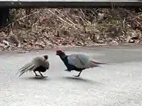 大宮温泉神社の動物
