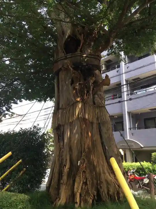 澤蔵司稲荷(慈眼院)の自然