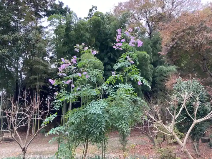 妙伝寺(妙傳寺)の自然