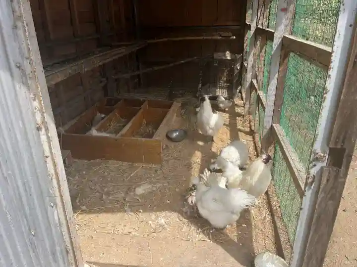 高屋敷稲荷神社の{uncategorized: "未分類", other: "その他", undefined: "問題あり", building: "その他建物", grave: "お墓", sacred_gate: "鳥居", guardian: "狛犬", statue: "像", buddha: "仏像", history: "歴史", nature: "自然", garden: "庭園", animal: "動物", pagoda: "塔", temizu: "手水舎", mountain_gate: "山門・神門", sanctuary: "本殿・本堂", subordinate: "末社・摂社", art: "芸術", scenery: "景色", jizo: "地蔵", ema: "絵馬", goshuin: "御朱印", omikuji: "おみくじ", items: "授与品その他", amulet: "お守り", goshuincho: "御朱印帳", eats: "食事", festival: "お祭り", votive_dance: "神楽", shichigosan: "七五三参", wedding: "結婚式", experience: "体験その他", initially: "初詣", around: "周辺", anti_infection: "感染症対策"}