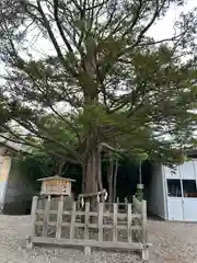 湯倉神社の自然