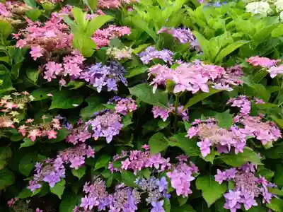 三室戸寺(京都府)