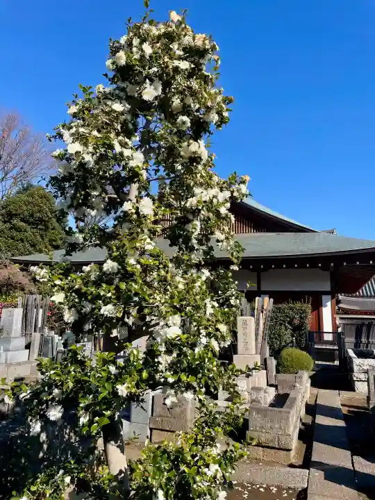 東北寺の{uncategorized: "未分類", other: "その他", undefined: "問題あり", building: "その他建物", grave: "お墓", sacred_gate: "鳥居", guardian: "狛犬", statue: "像", buddha: "仏像", history: "歴史", nature: "自然", garden: "庭園", animal: "動物", pagoda: "塔", temizu: "手水舎", mountain_gate: "山門・神門", sanctuary: "本殿・本堂", subordinate: "末社・摂社", art: "芸術", scenery: "景色", jizo: "地蔵", ema: "絵馬", goshuin: "御朱印", omikuji: "おみくじ", items: "授与品その他", amulet: "お守り", goshuincho: "御朱印帳", eats: "食事", festival: "お祭り", votive_dance: "神楽", shichigosan: "七五三参", wedding: "結婚式", experience: "体験その他", initially: "初詣", around: "周辺", anti_infection: "感染症対策"}