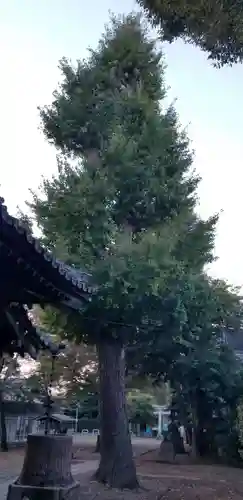 上小岩天祖神社の自然