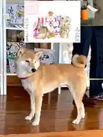 高山神社(群馬県)