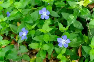 水若酢神社(島根県)