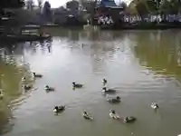 鶴岡八幡宮の庭園