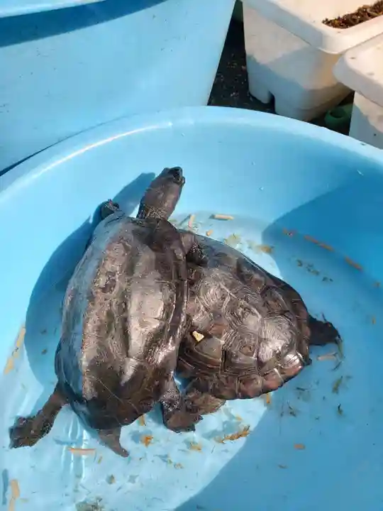 榮久山大法寺の動物