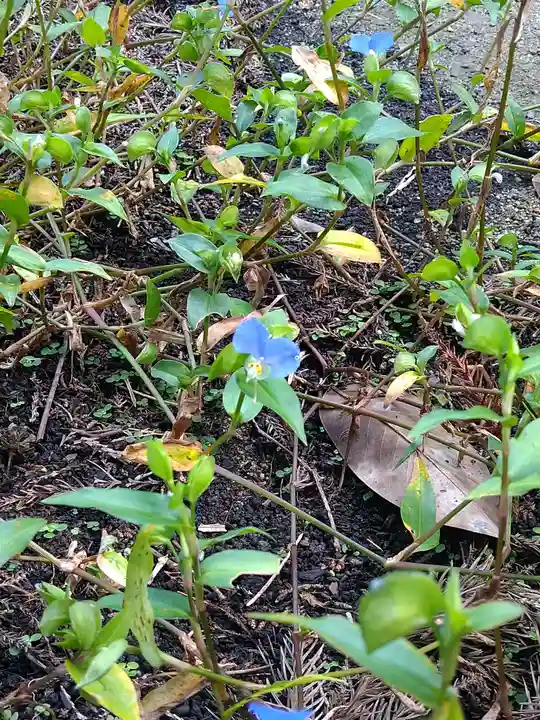 木華佐久耶比咩神社の自然