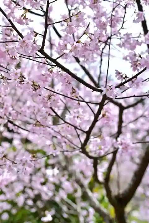 彌彦神社(新潟県)