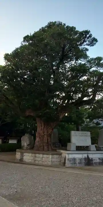 鶴谷八幡宮の自然