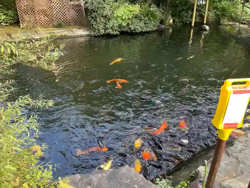 愛宕神社の動物