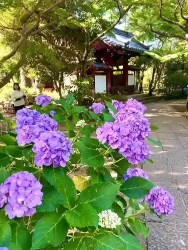 本土寺(千葉県)