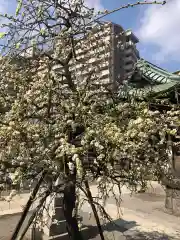 胡録神社の自然