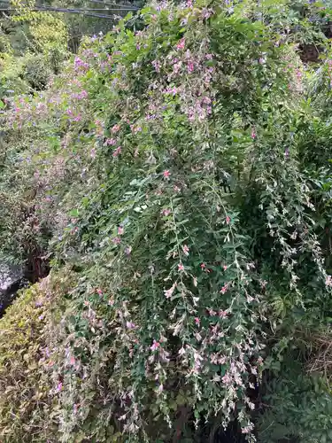 光照寺(神奈川県)