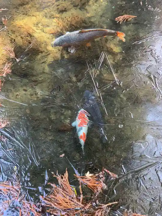 宝積山光前寺の動物