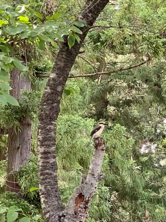 冨士御室浅間神社の動物