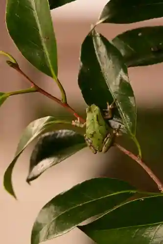 宇奈岐日女神社(大分県)