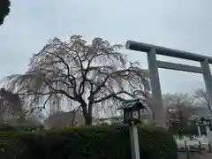 櫻木神社(千葉県)