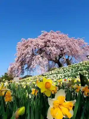 金毘羅桜の自然
