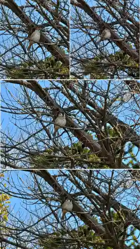 神山稲荷神社(北海道)