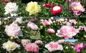 金蛇水神社(宮城県)(2025年05月29日(木) 12時10分59秒投稿)